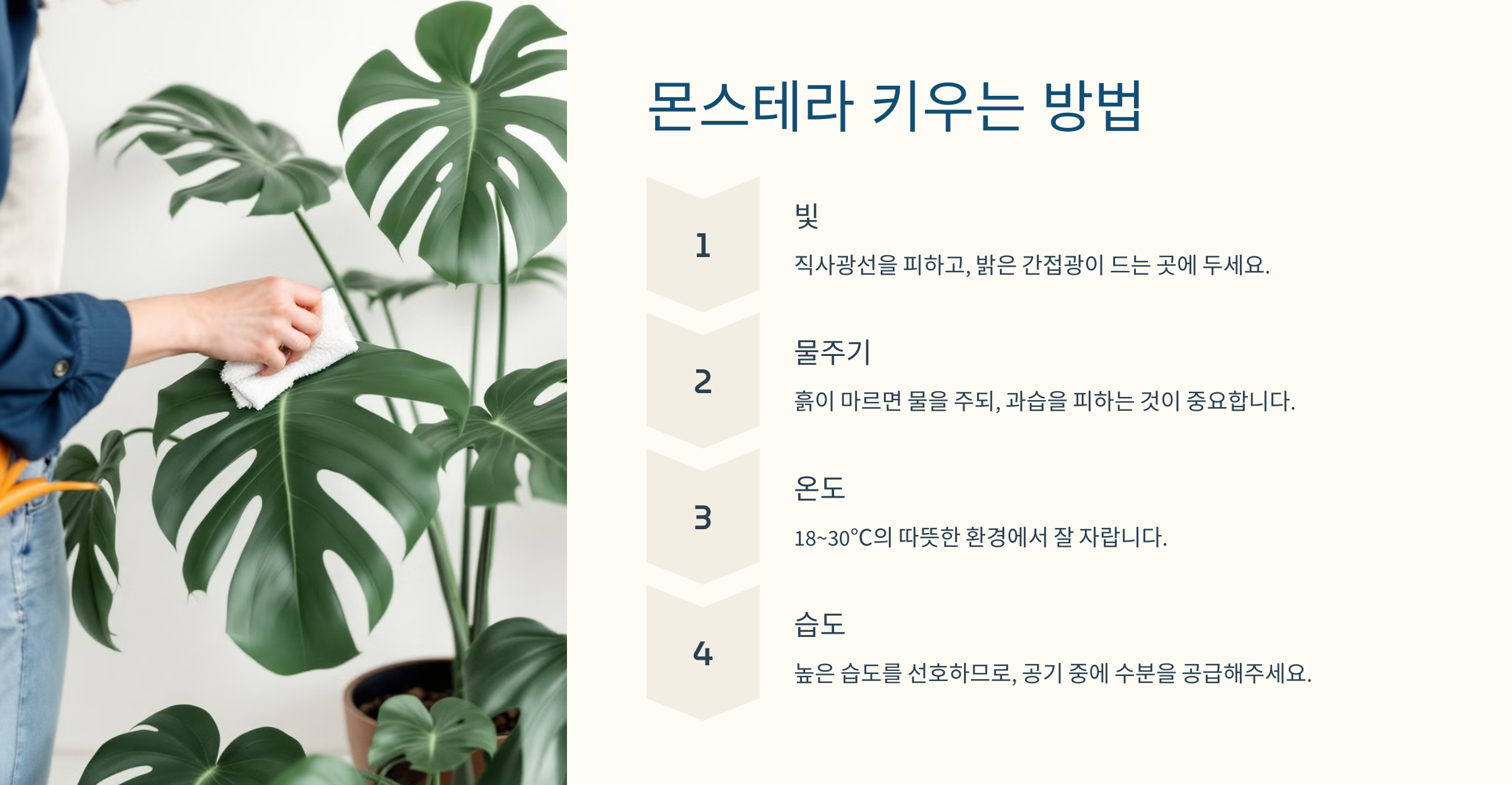 몬스테라 사진