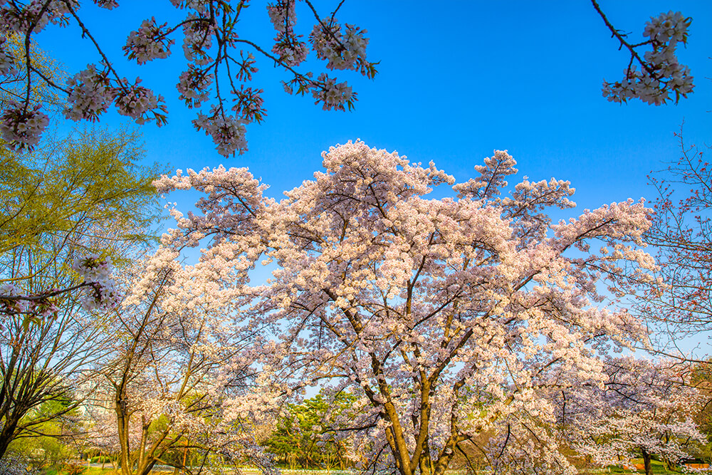 분당중앙공원 벚꽃 - 18