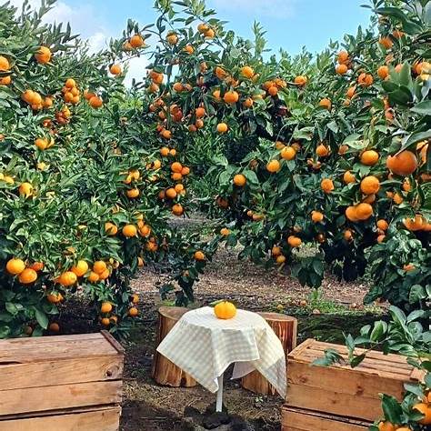 하귤이 열려있는 농장