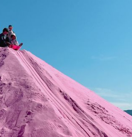 포천 허브아일랜드-핑크뮬리