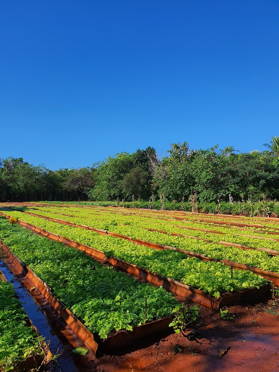 초보자 안전한 텃밭 환경을 만드는 기본 구조
