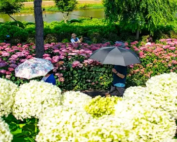 공주 수국축제 유구색동 수국 정원 꽃축제_17