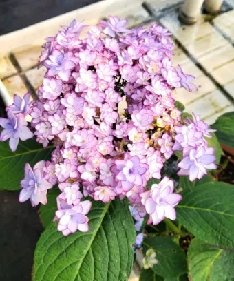 수국 키우는법 개화시기 삽목시기 가지치기 화분 물주기_24