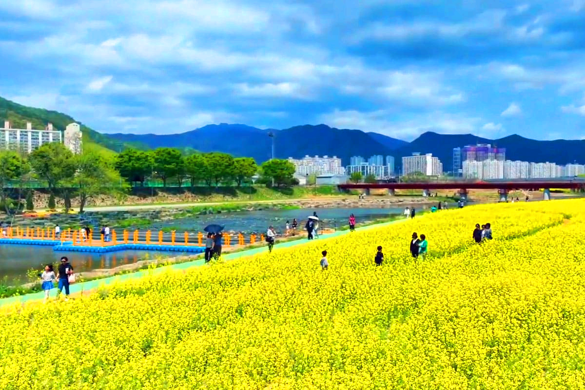 화순 봄꽃축제