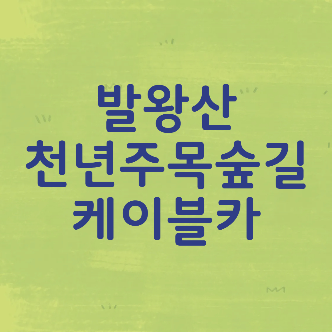 발왕산 천년주목숲길 케이블카