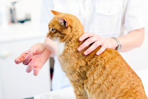 약을 입에 넣으려는 고양이