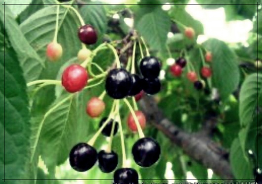 버찌 효능이 무엇일까? 이것이 진정한 건강의 비밀일까?