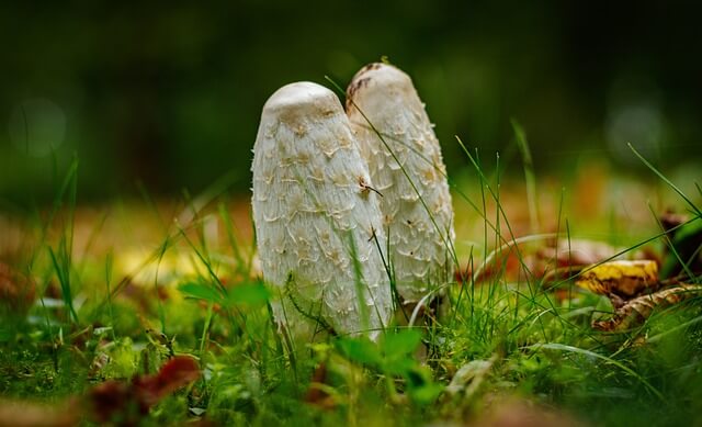 아플라톡신의 정체: 곰팡이가 만든 강력한 독소