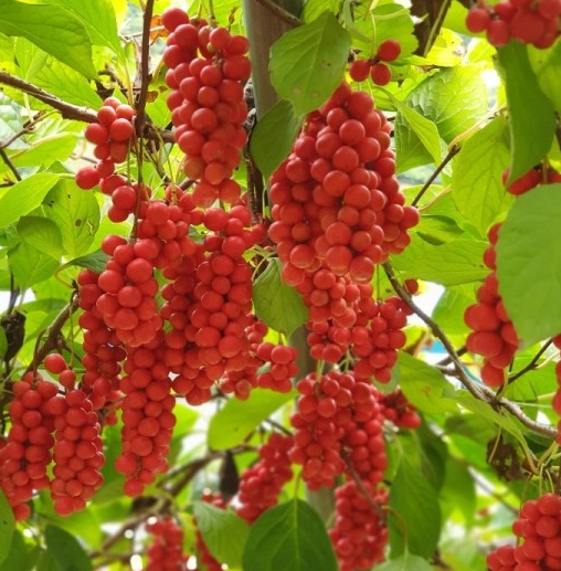 으뜸농원 오미자