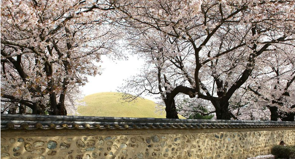 2025 벚꽃 개화시기