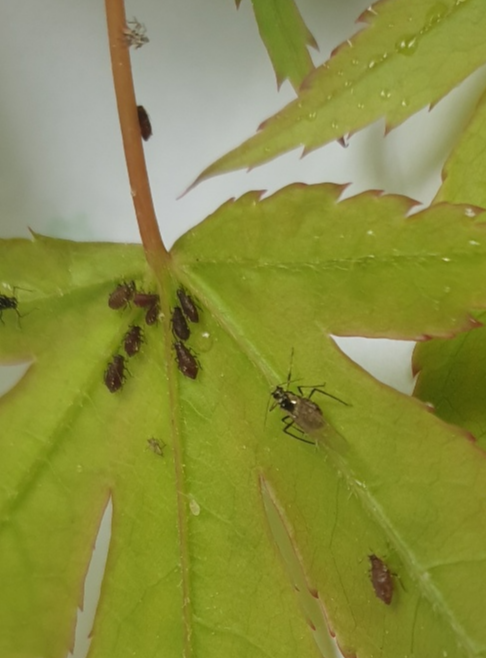 진사진딧물 약충,성충-2