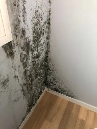 곰팡이 제거 방법 방지 페인트 냄새 없애기_14