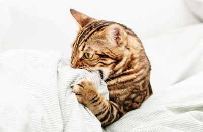 이불을 물고있는 고양이