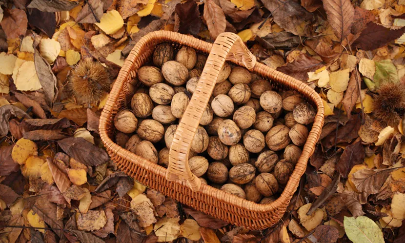 호두 재배 순 지르기 수분 수정 고온 피해 예방_8