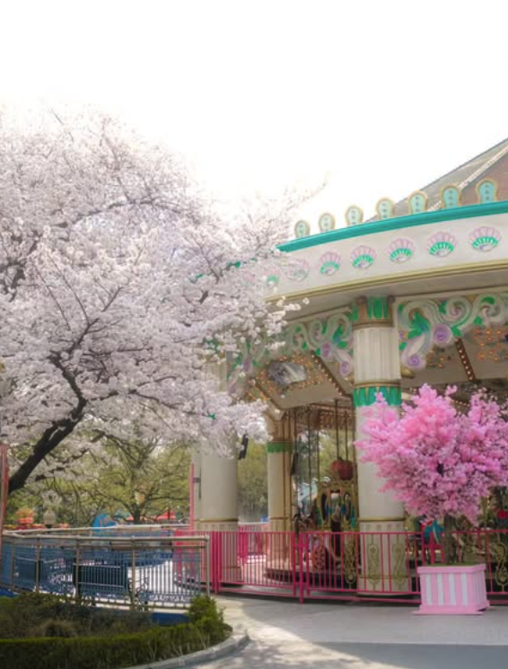 대구 이월드 벚꽃 축제