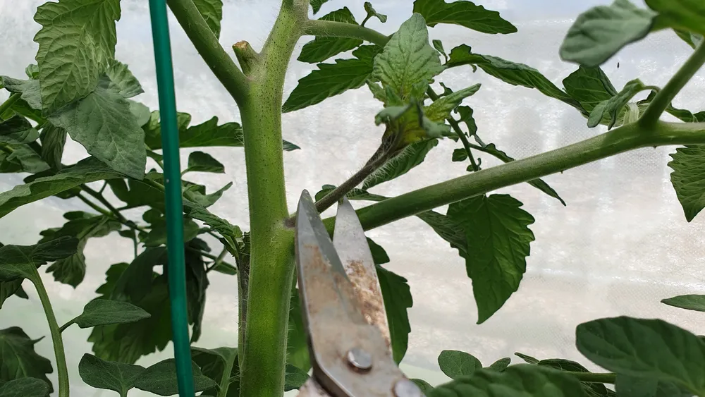 토마토 곁순