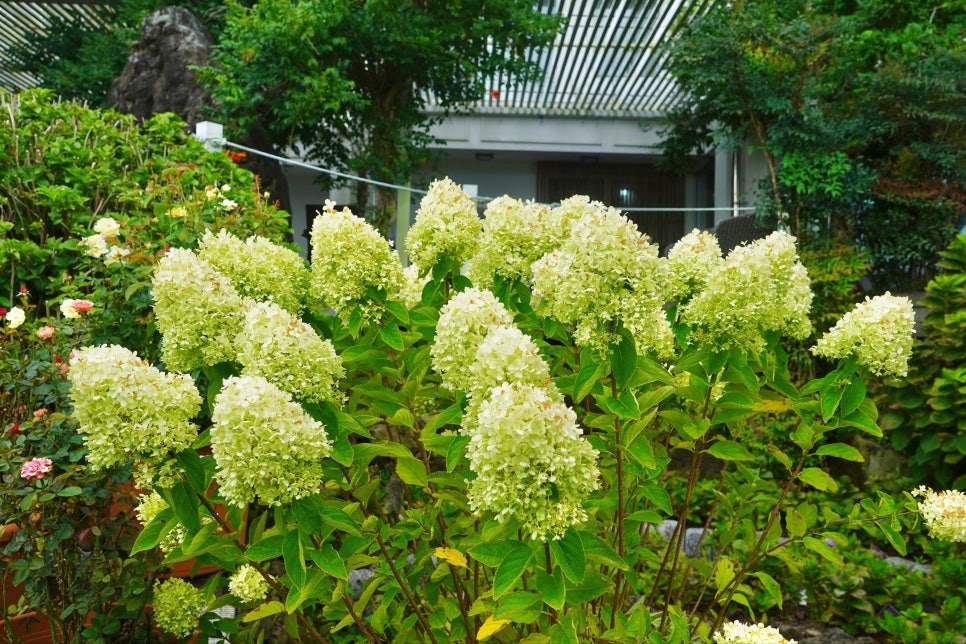 제주 핑크뮬리 명소 마노르블랑