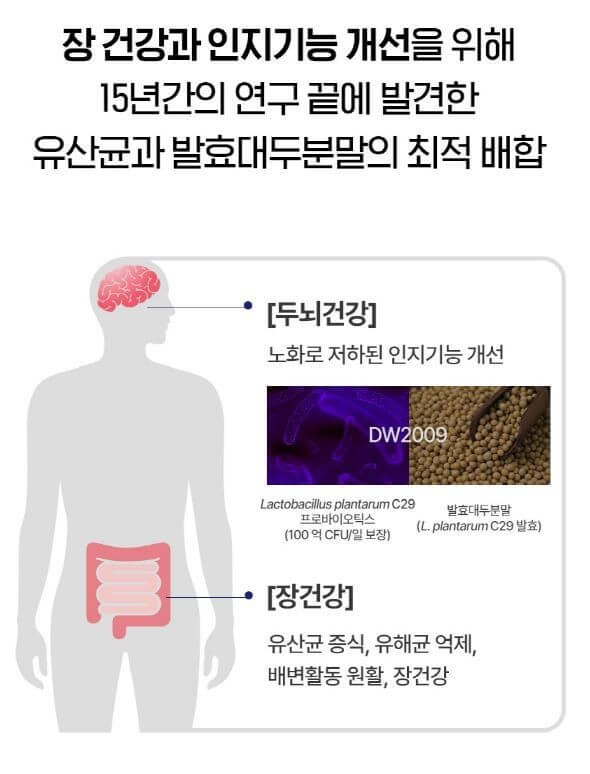 BDNF 유산균