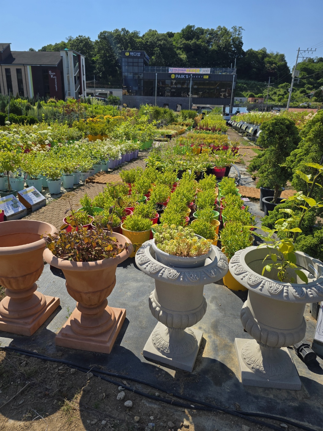 다양한나무들이 소품부터 중품대품까지 다양하게 볼 수 있어요.