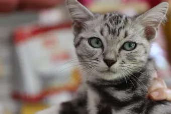 아메리칸숏헤어 고양이 유전병 털빠짐 가격 특징_9