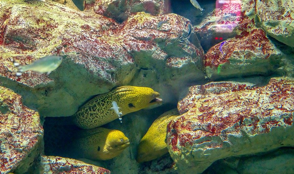 제주 동쪽 가볼만한곳 (아쿠아플라넷 제주)
