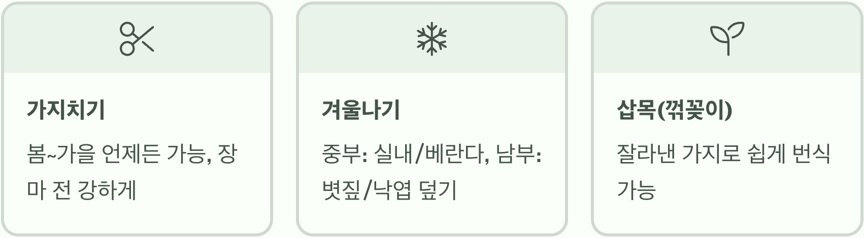 핫립세이지 키우기, 초보자가 가장 많이 하는 실수 TOP 3