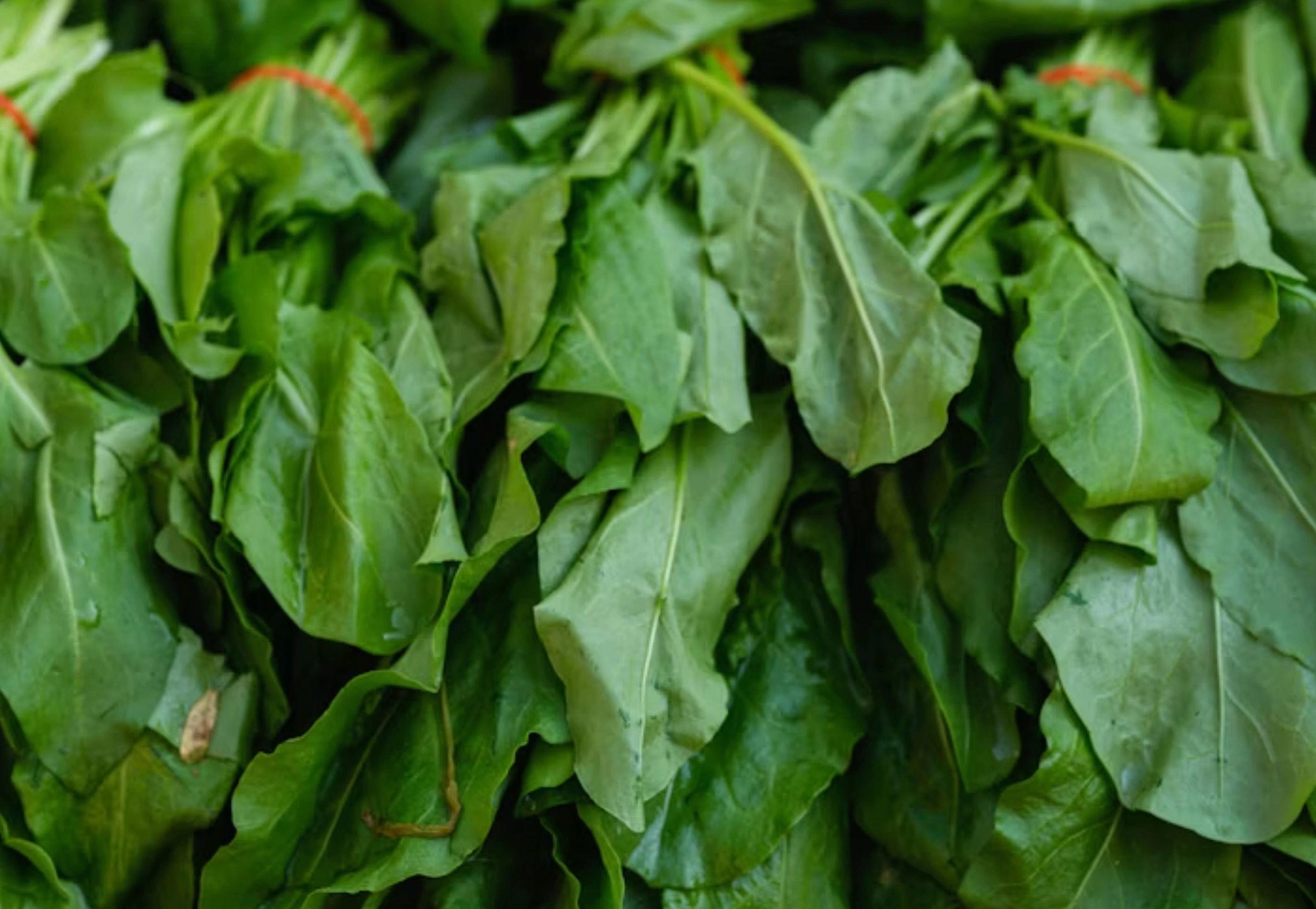 성장기 키크는 음식