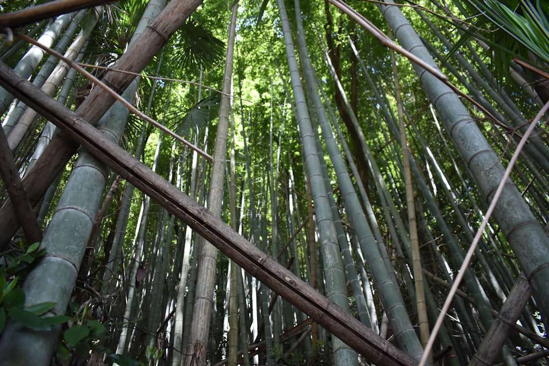 Bamboo.