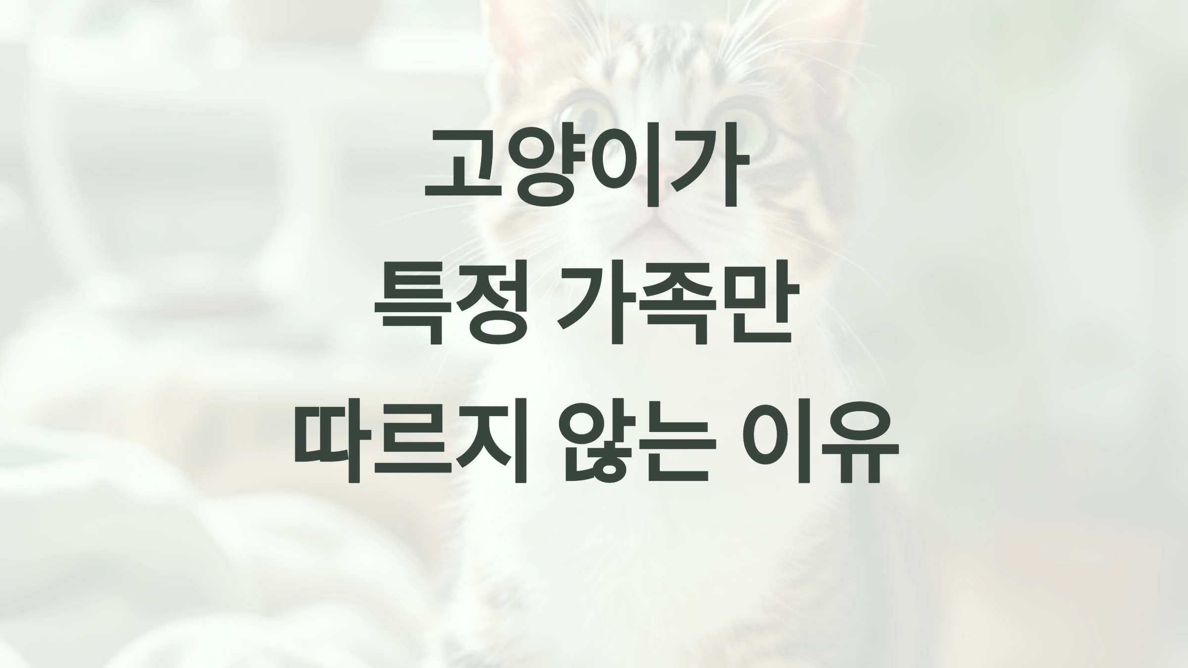 고양이가 특정 가족만 따르지 않는 이유