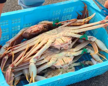 영덕 대게축제_11