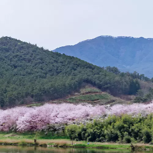 섬진강벚꽃축제