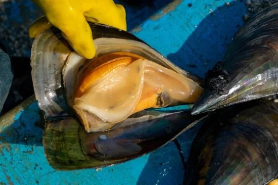 5월-제철음식-키조개