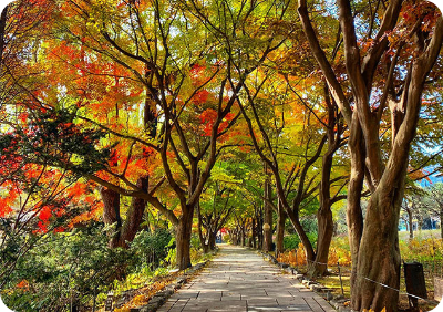 벽초지수목원 가을국화축제 감동의공간 이미지/ 출처: 벽초지수목원 홈페이지 