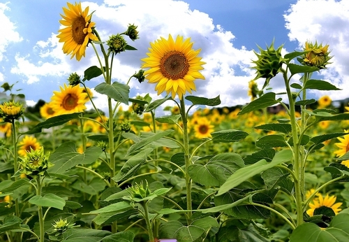 모산 비행장 해바라기밭