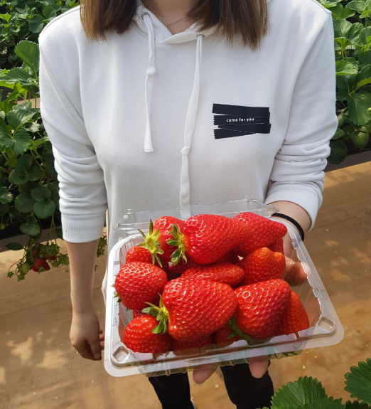 청도딸기체험 사진