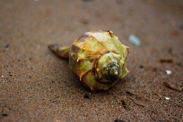 소라
