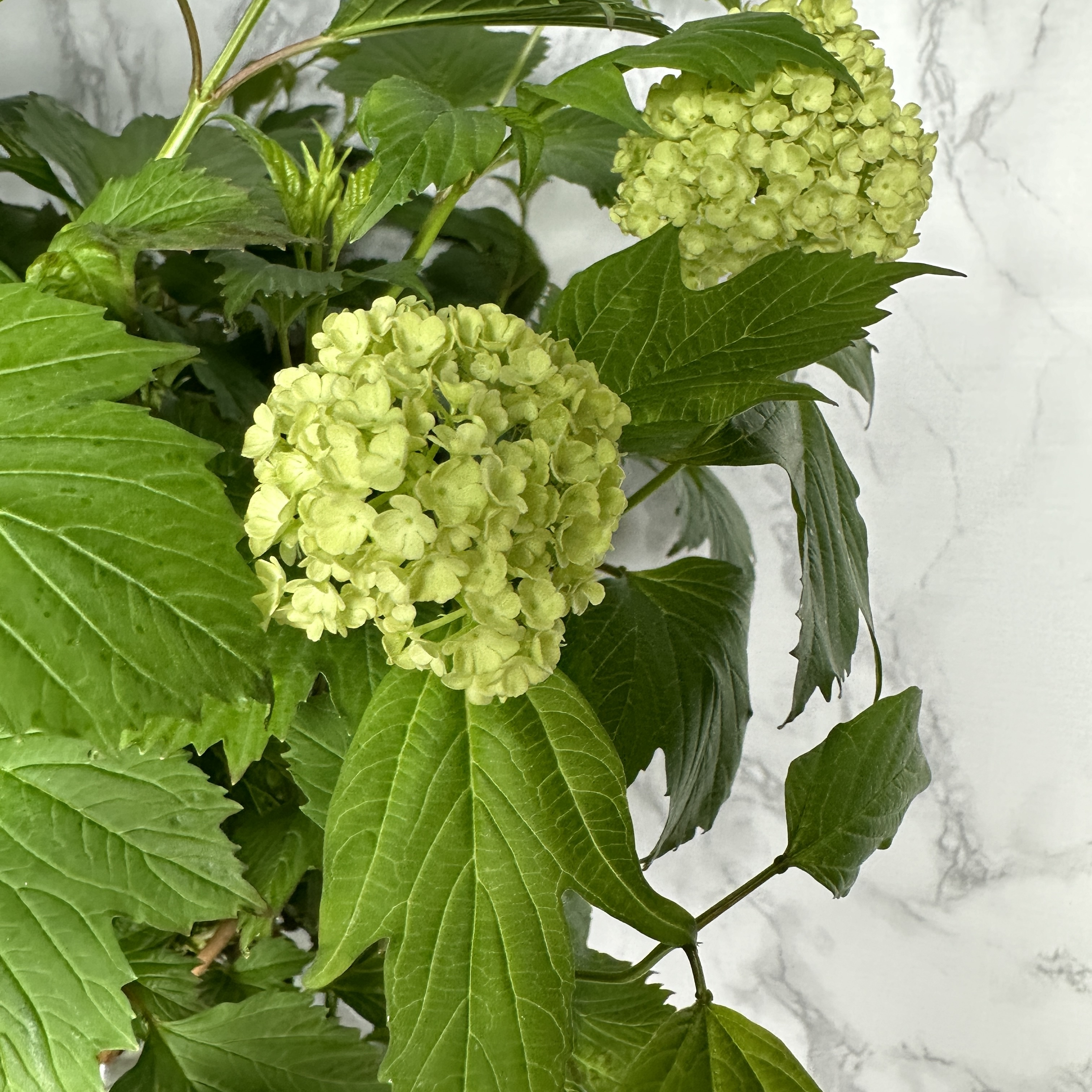 불두화 키우기 수국 꽃 목수국