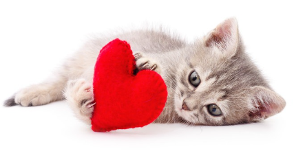 하트 마크를 안고 있는 새끼 고양이의 사진.