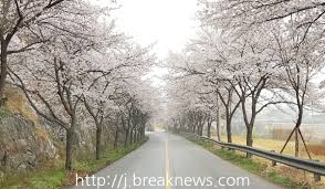 제 6회 개암동 벚꽃축제 기본 일정과 프로그램 및 특징 소개