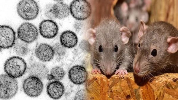 신증후군출혈열 개요