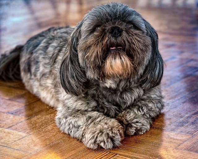 카페 바닥에 엎드려 올려다 보는 푸들의 행복한 모습이 앞에 앉은 주인을 바라보고 있는 듯해 행복한 동행 장소의 이미지로 연결