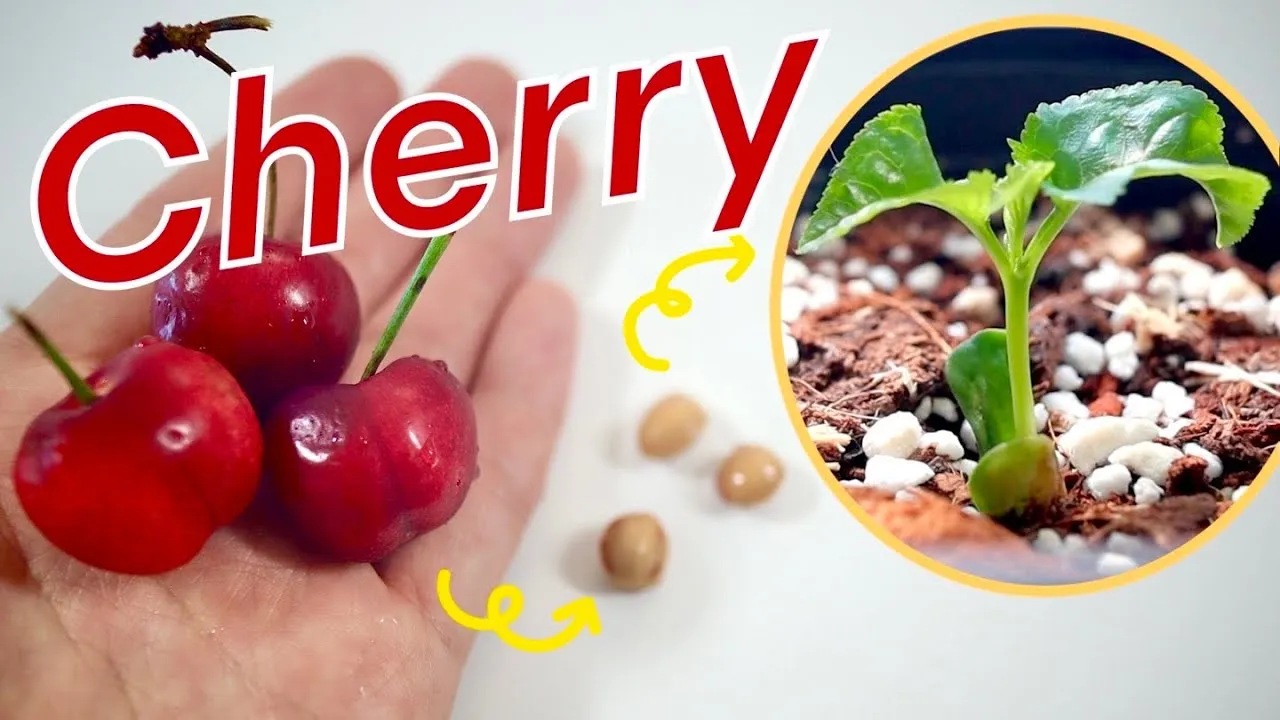 체리나무 재배법 건강한 과일 나무 키우기_7