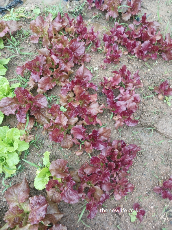 Brightly colored red lettuce plants growing in loose formation across a natural soil field after rain-비 온 뒤 흙밭에서 자라고 있는 선명한 색감의 적상추 – 자연스럽게 흩어진 배치와 생동감 있는 붉은빛이 인상적임
