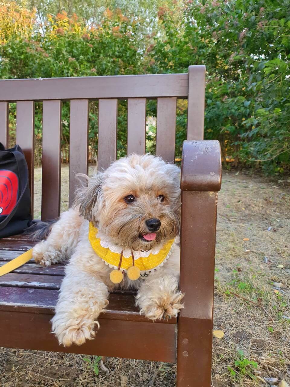 벤치에서 쉬고 있는 강아지