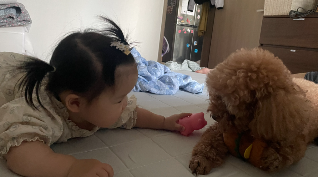 한 침대에서 같이 노는 반려견과 아기