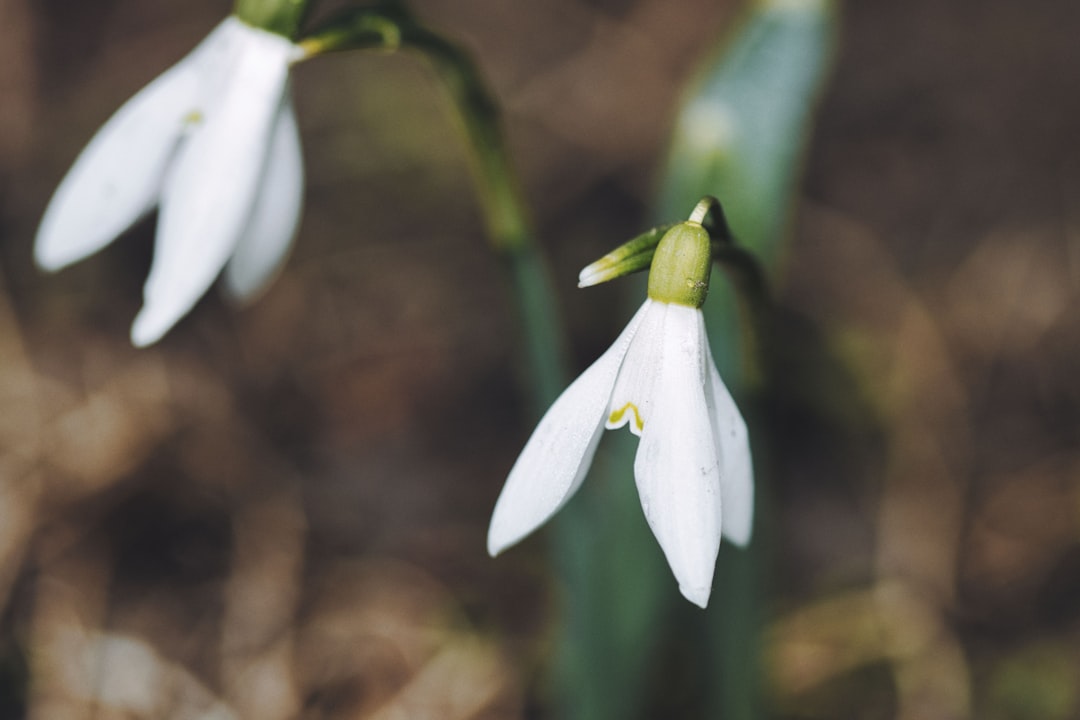 Renewal