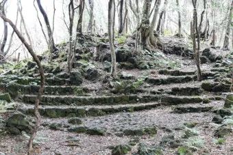 제주 곶자왈 숲길 산책 원시림 초록 힐링 여행_18