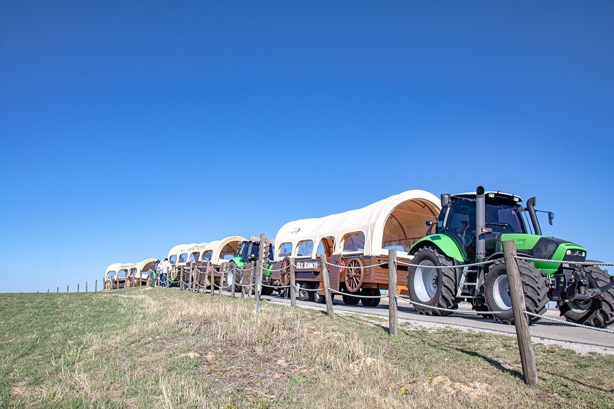 대관령 하늘목장 체험 정보