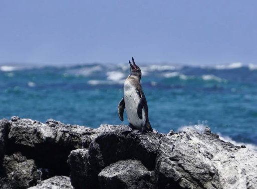적도에 사는 갈라파고스펭귄