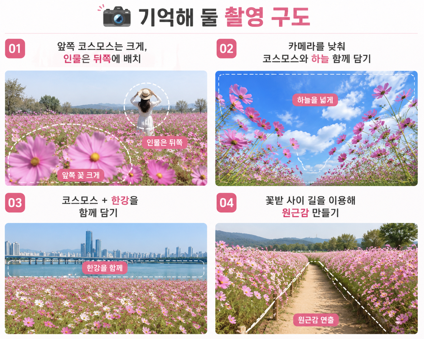 코스모스 꽃밭 사진 잘 나오는 구도